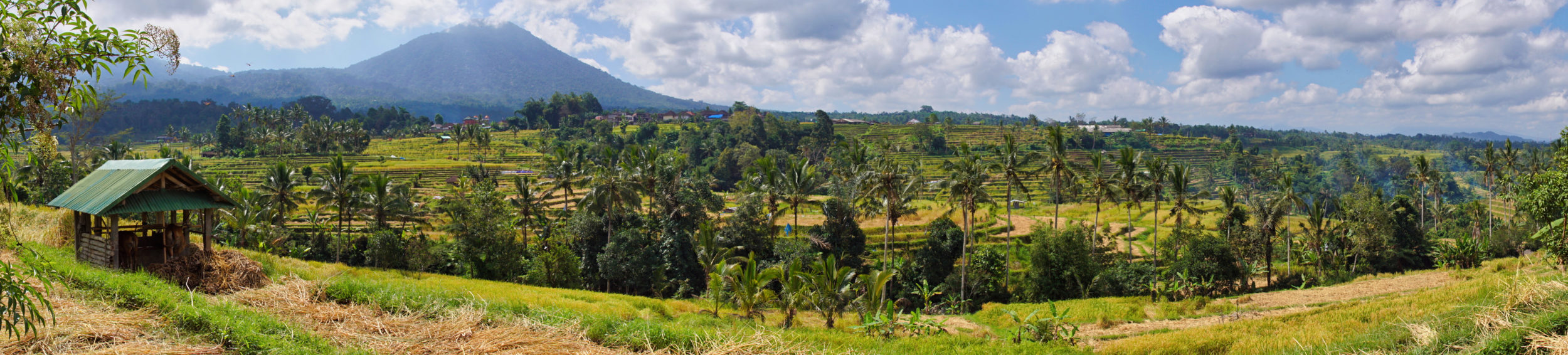 Voyage à Bali, les rizières de Jatiluwih