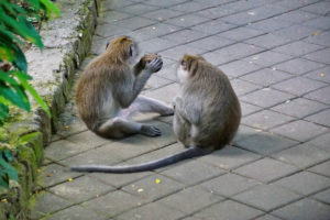 Monkey Forest à Bali