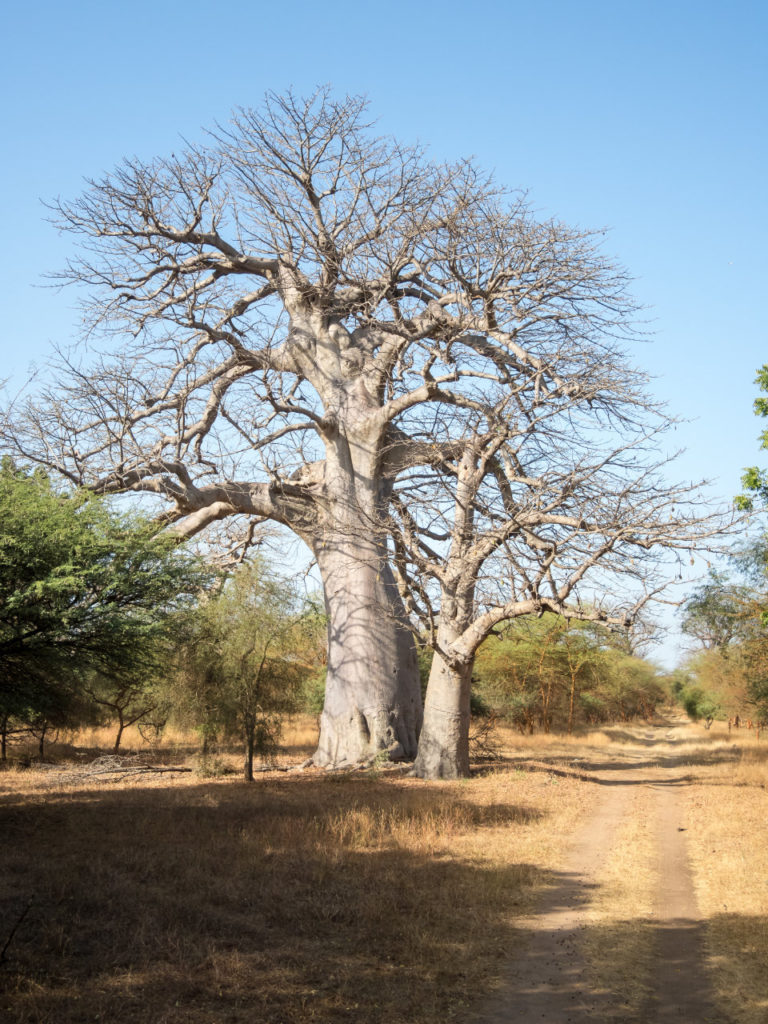 Baobab pendant la saison sèche