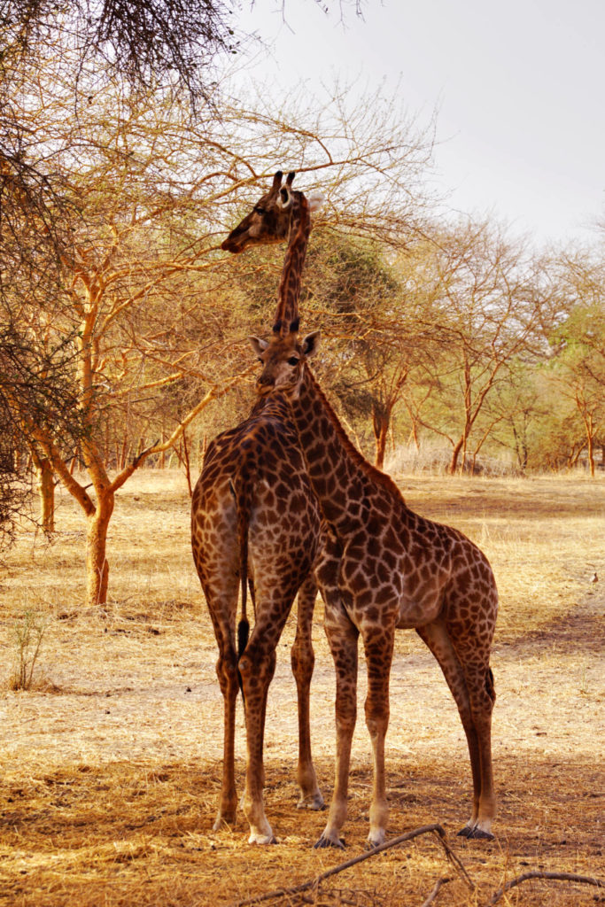 D'élégantes girafes pendant la saison sèche en mars, Bandia, Sénégal