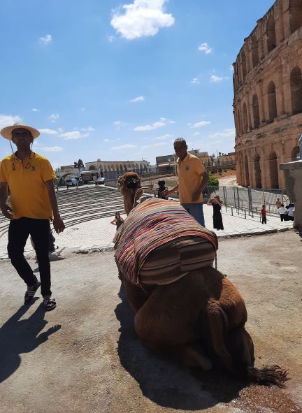 Tunisien local posant avec son chameau devant l’impressionnant amphithéâtre romain d'El Jem, Tunisie