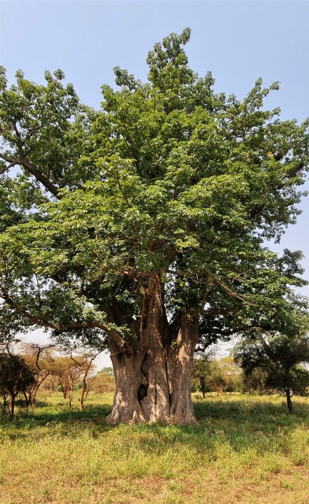 Baobab après l'hivernage, en novembre, Bandia, Sénégal