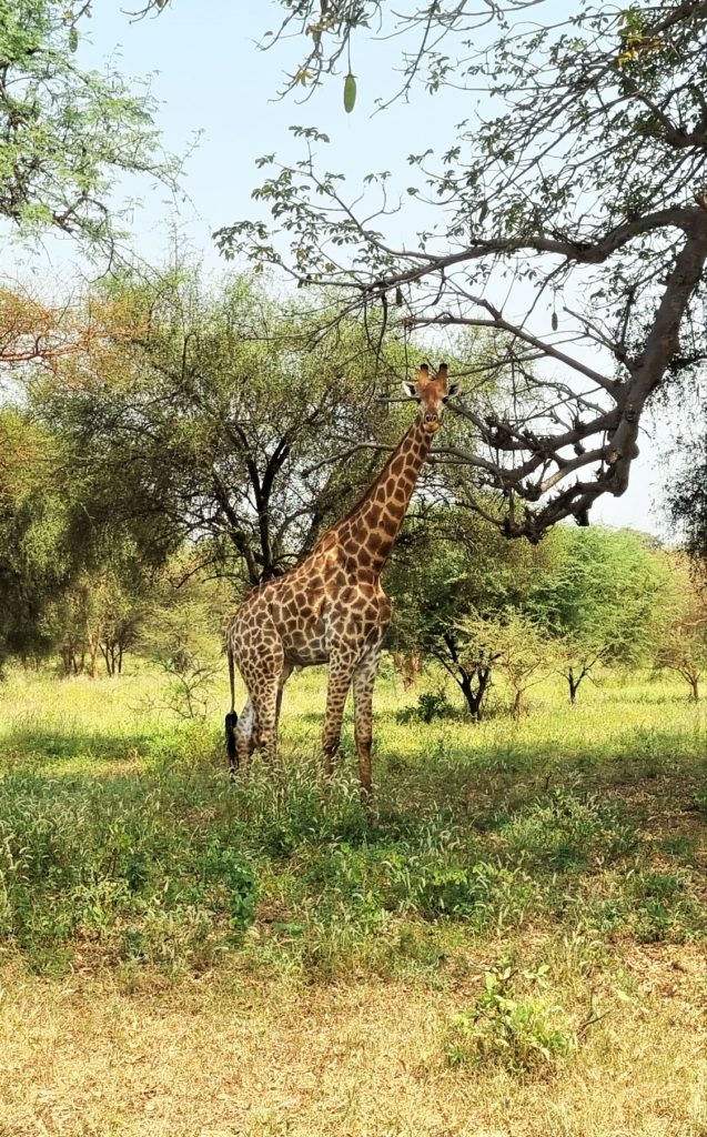 Une magnifique girafe pendant la saison humide, juste à la fin de l'hivernage en novembre, Bandia Sénégal